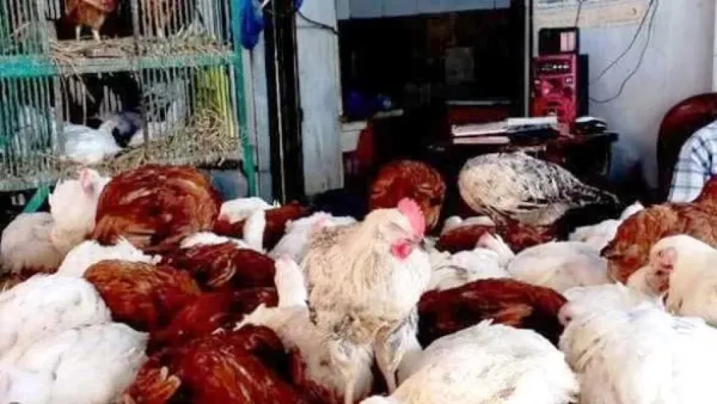 رئيس شعبة الدواجن: استقرار الأسعار أولوية لاستمرار وزيادة الإنتاج