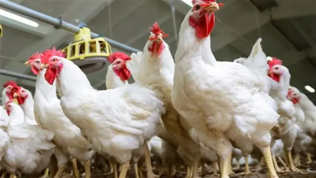 شعبة الدواجن تكشف عن العنصر الأكثر تأثير في رفع الأسعار