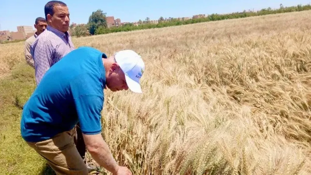 الزراعة : توسع في إنتاج القمح .. وبداية مبكرة للحصاد مع مستهدف توريد قياسي