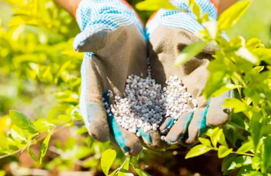 خريطة أسعار الأسمدة في الأسواق والجمعيات الزراعية