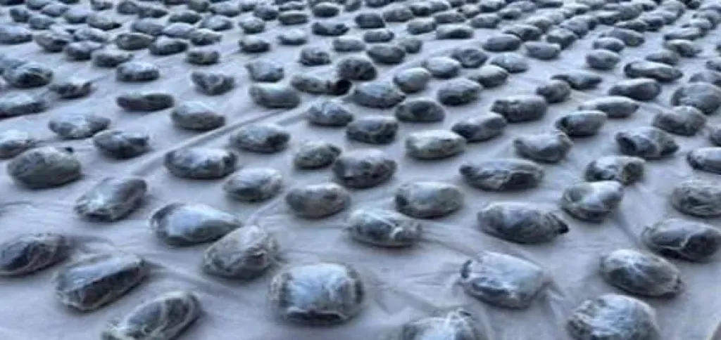 ضبط 224 سلاحا ناريا و361 كيلو مخدرات خلال حملات على مستوى الجمهورية