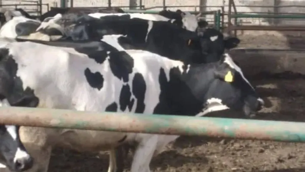 ”الزراعة” تعلن تحصين 3 ملايين رأس ماشية ضد الجلد العقدي وجدري الأغنام