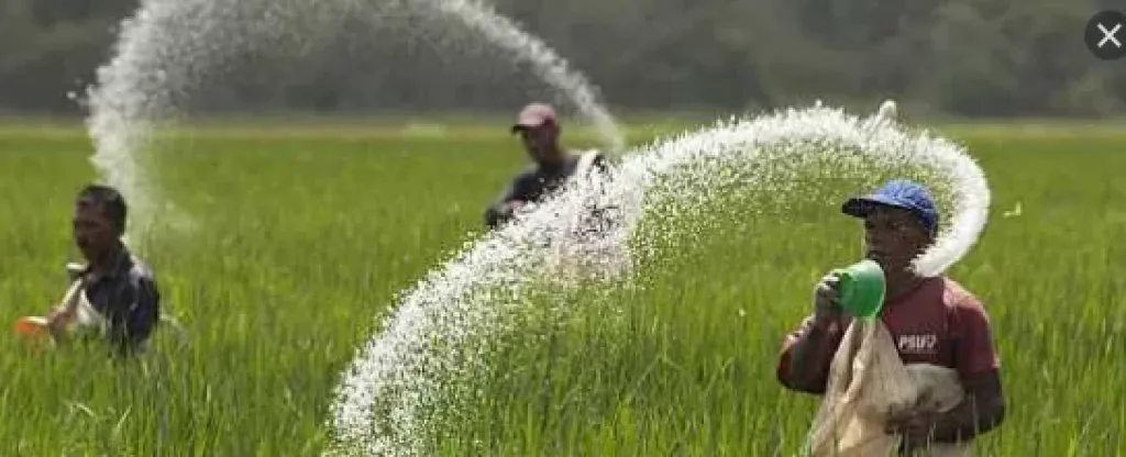 وزارة الري تصدر قرارا بتحديد المساحات والمناطق المسموح بزراعتها أرز لعام 2026