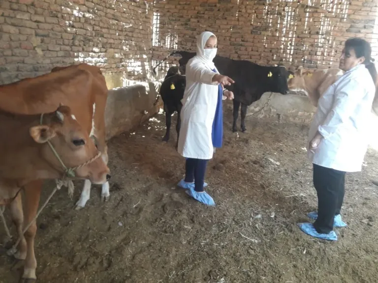 محافظ الغربية: رفع 455 طن مخلفات والتعامل مع 14 بؤرة بـ8 مراكز ومدن