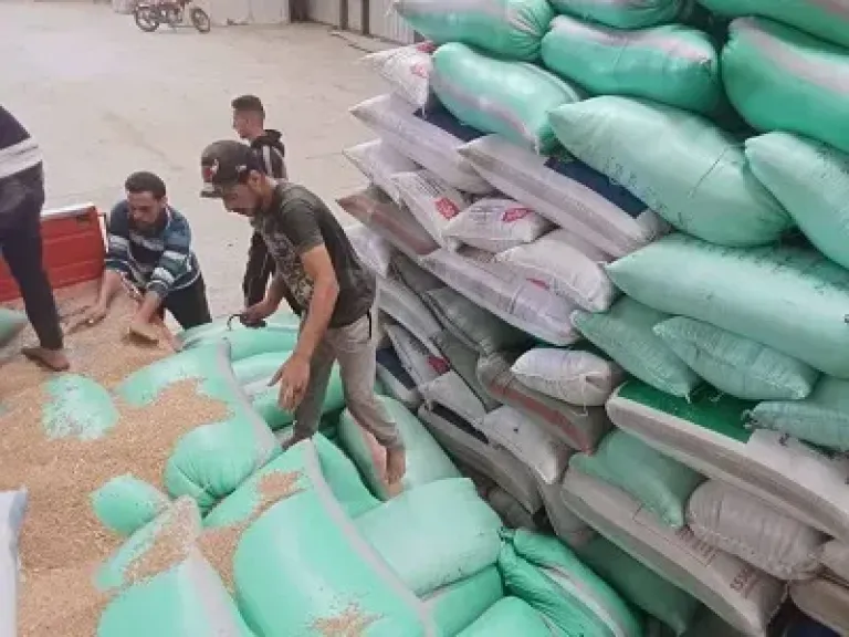 توريد 106 آلاف و549 طن قمح لشون وصوامع سوهاج