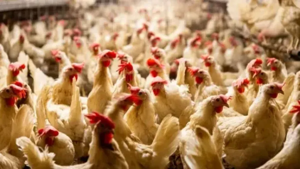 اتحاد منتجي الدواجن: ننتج 45 مليون بيضة يوميًا.. ولا صحة لاستخدام هرمونات