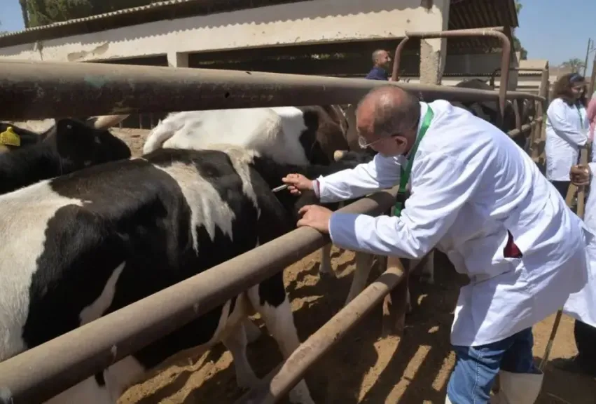 الزراعة: تحصين أكثر من 14 ألف رأس ماشية وإجراء 53 ألف اختبار بالمحافظات
