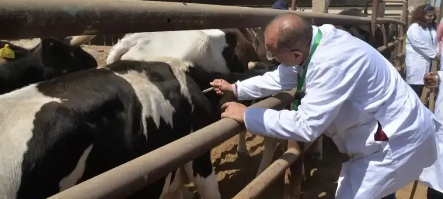 الزراعة: تحصين أكثر من 14 ألف رأس ماشية وإجراء 53 ألف اختبار بالمحافظات