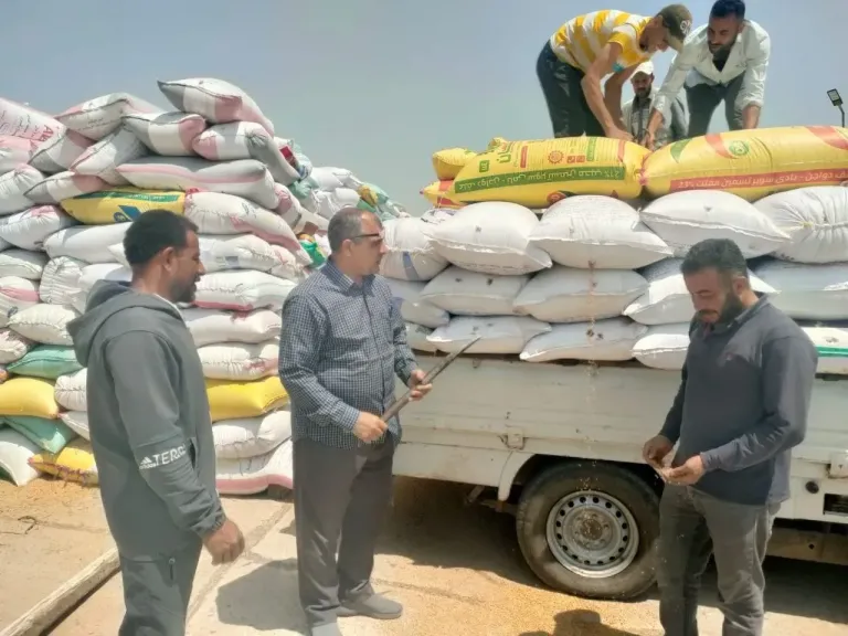 توريد 85 ألف طن قمح إلى شون وصوامع الغربية منذ بداية الموسم
