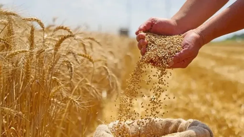 تنمية الريف المصري : ارتفاع نسب الإنتاجية وجودة القمح متحمل الملوحة