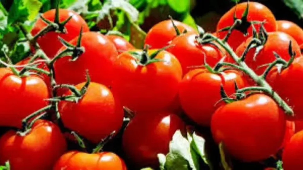 الطماطم آمنة ولا مشكلات بالبطيخ.. وزارة الزراعة تحسم الجدل