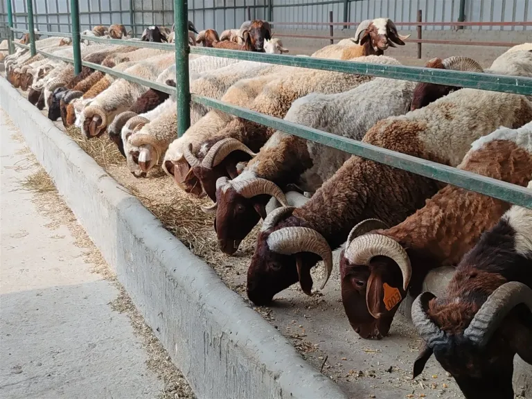 الزراعة : 497 مجزراً حكومياً تفتح أبوابها مجانا طوال أيام عيد الأضحى