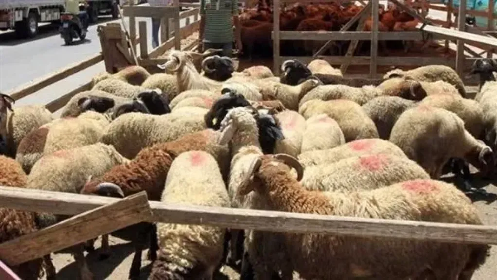 التموين: تجهيز 30 شادر بالمحافظات لبيع الأضاحي بأسعار تنافسية