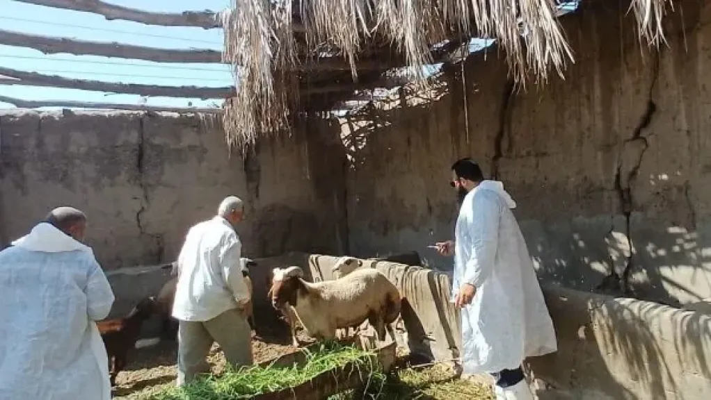 بحوث الصحراء يوزّع 30 كبشًا برقيًا محسّنًا وأعلافًا مجانية بسيوة
