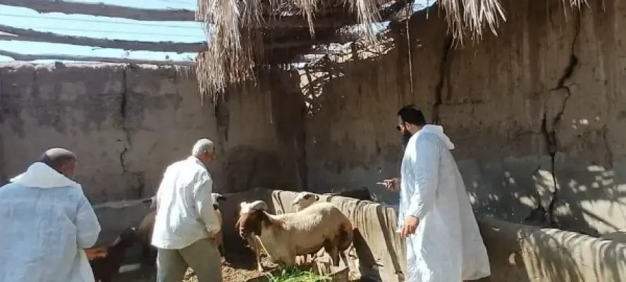 بحوث الصحراء يوزّع 30 كبشًا برقيًا محسّنًا وأعلافًا مجانية بسيوة