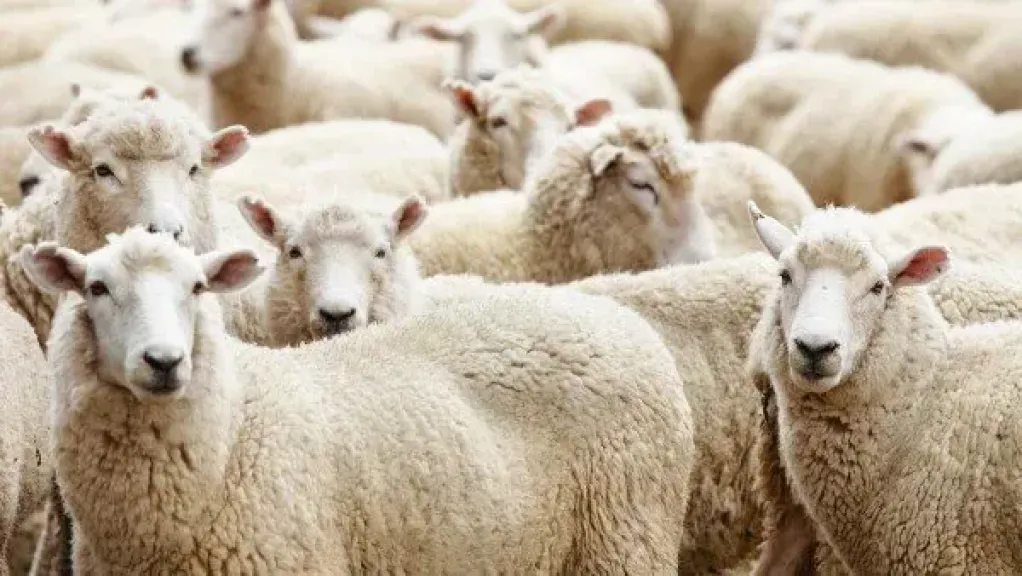 سوهاج تعلن إطلاق حملة الأضاحي بـ 140 رأس ماشية لدعم الأسر الأولى بالرعاية خلال أيام العيد