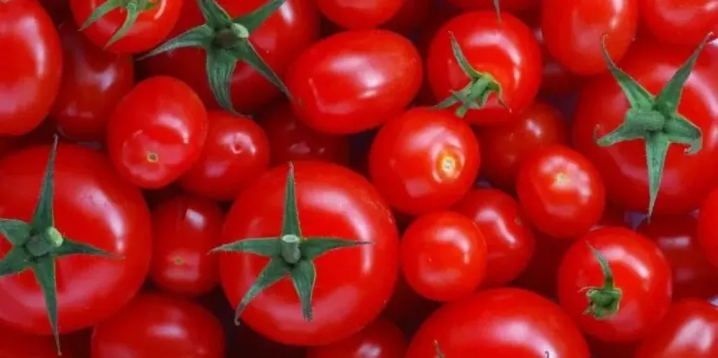 رابطة تجار الخضراوات بسوق 6 أكتوبر: سعر الطماطم بدأ في الانخفاض وسيصل إلى 30 جنيها