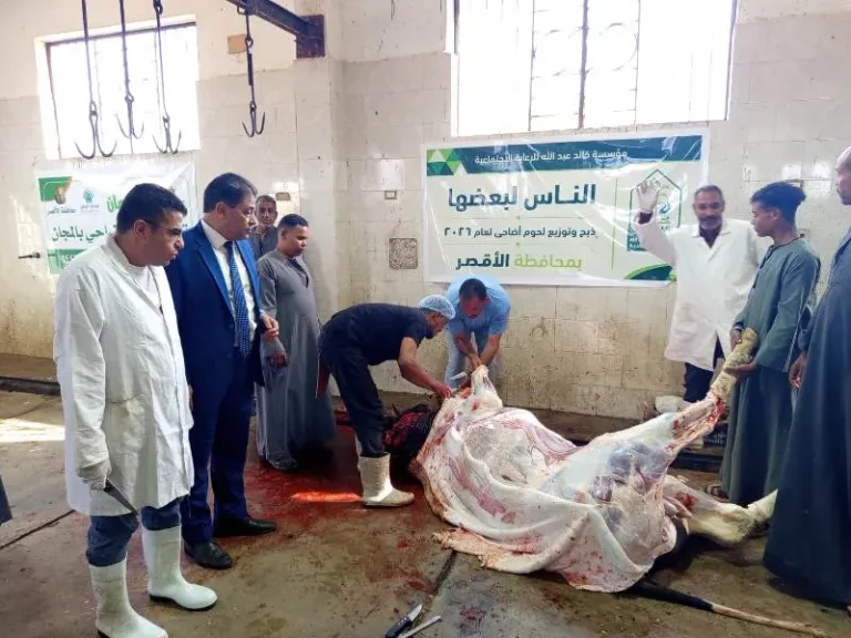 ذبح 40 عجلًا مجانًا بمجازر الأقصر خلال أول أيام عيد الأضحى.. وتوزيع اللحوم على 8 آلاف أسرة