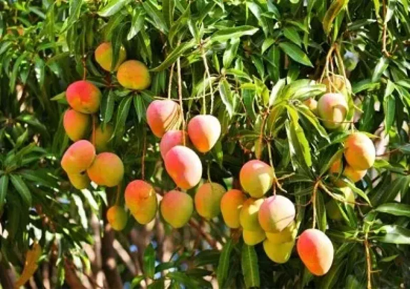 رئيس مركز تغير المناخ يوضح أسباب تأخر ظهور المانجو: الناس بتبالغ والموضوع مش أزمة