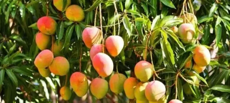 رئيس مركز تغير المناخ يوضح أسباب تأخر ظهور المانجو: الناس بتبالغ والموضوع مش أزمة