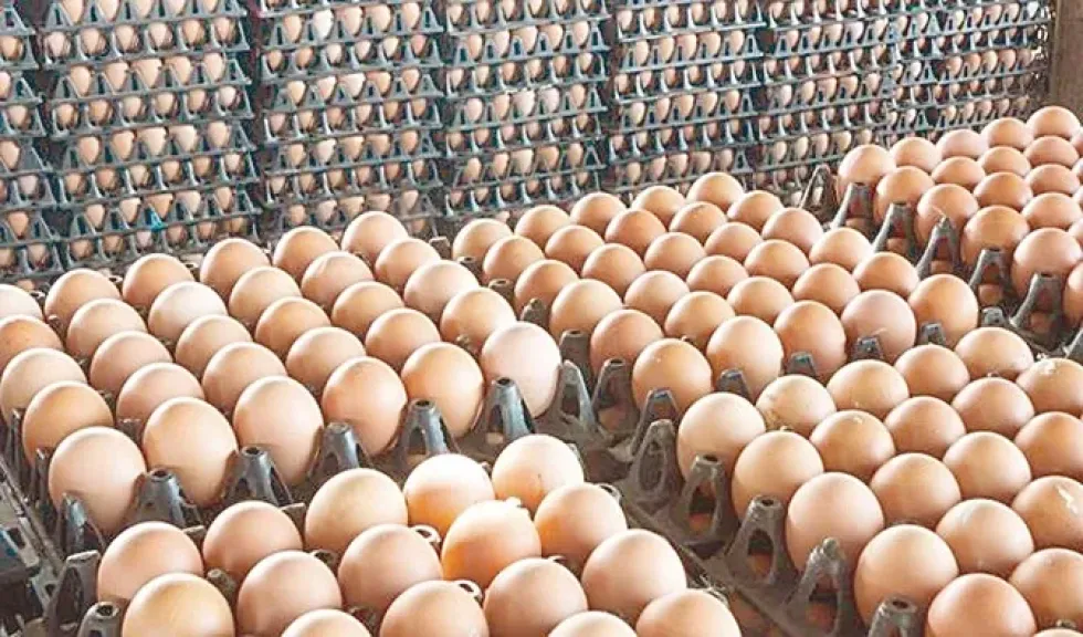 رئيس شعبة البيض: تجاوزنا الاكتفاء الذاتي من بيض المائدة بأكثر من 30%