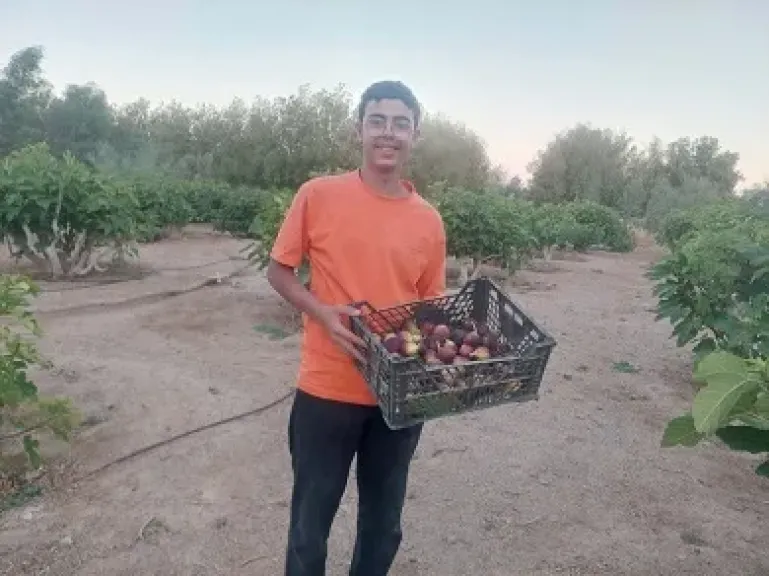 انطلاق موسم جني التين بمزارع جنوب سيناء وسط فرحة المزارعين