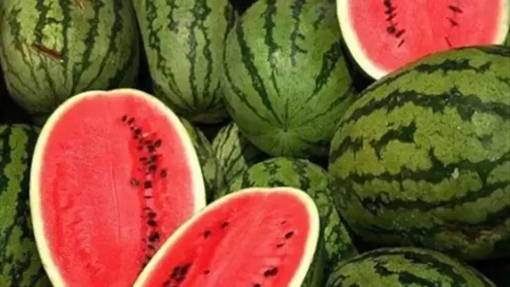 طبيبة تحذر هذه الفئة من تناول البطيخ الأحمر