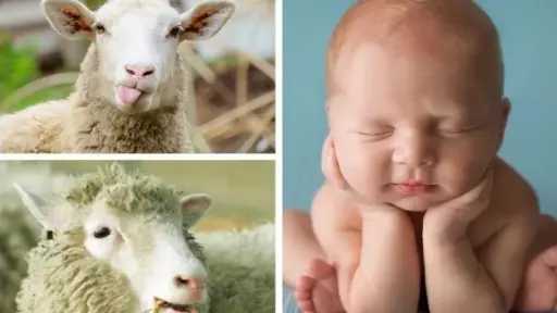 دار الإفتاء توضح حكم العقيقة وكيفية توزيعها