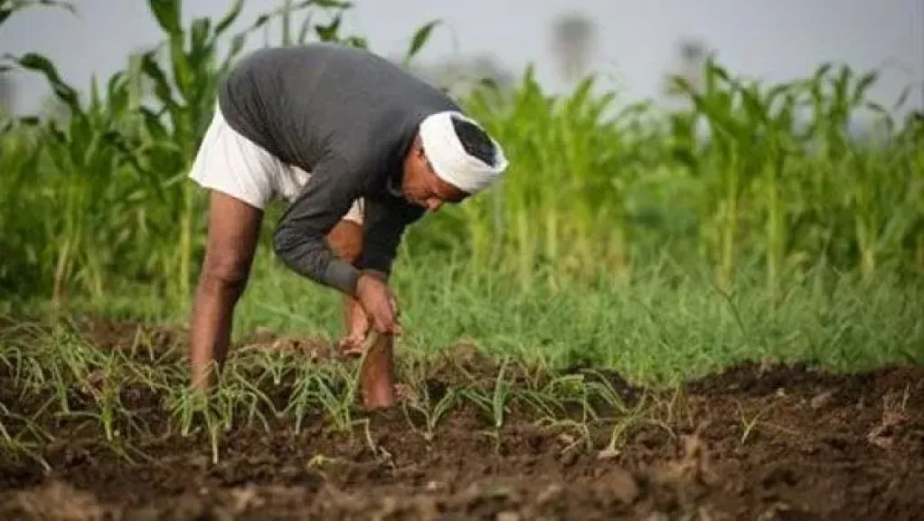 نقيب الفلاحين: قطاع الزراعة يشهد إنجازات تفوق الإعجازات.. مفيش حد بينزل يشتري حاجة وميلقيهاش