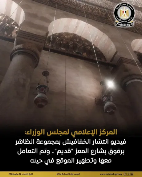 مجلس الوزراء: فيديو انتشار الخفافيش بشارع المعز قديم وتم تطهير الموقع في حينه