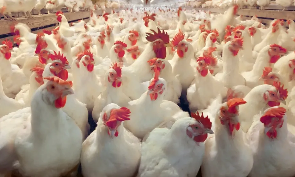 منتجو الدواجن يطالبون الحكومة بإطلاق مبادرة لتمويل دورات الإنتاج بفائدة 8%