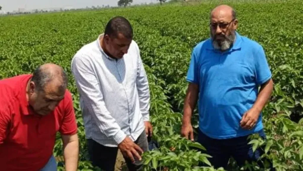 الزراعة تواصل المتابعة الميدانية لحقول إكثار القطن لضمان جودة التقاوي بالجمهورية