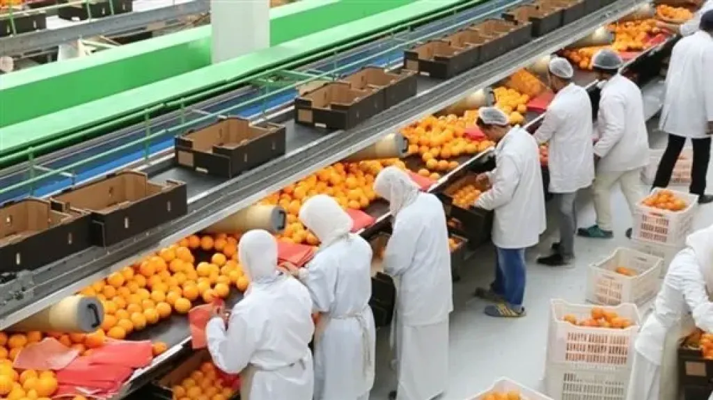 رئيس مركز تغير المناخ: استصلاح 2.4 مليون فدان خلال 10 سنوات يدعم الإنتاج والصادرات الزراعية