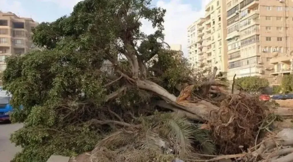 متحدث الحكومة: حظر قطع الأشجار نهائيا إلا في حالات الضرورة.. وإعطاء أولوية قصوى لشكاوى المواطنين