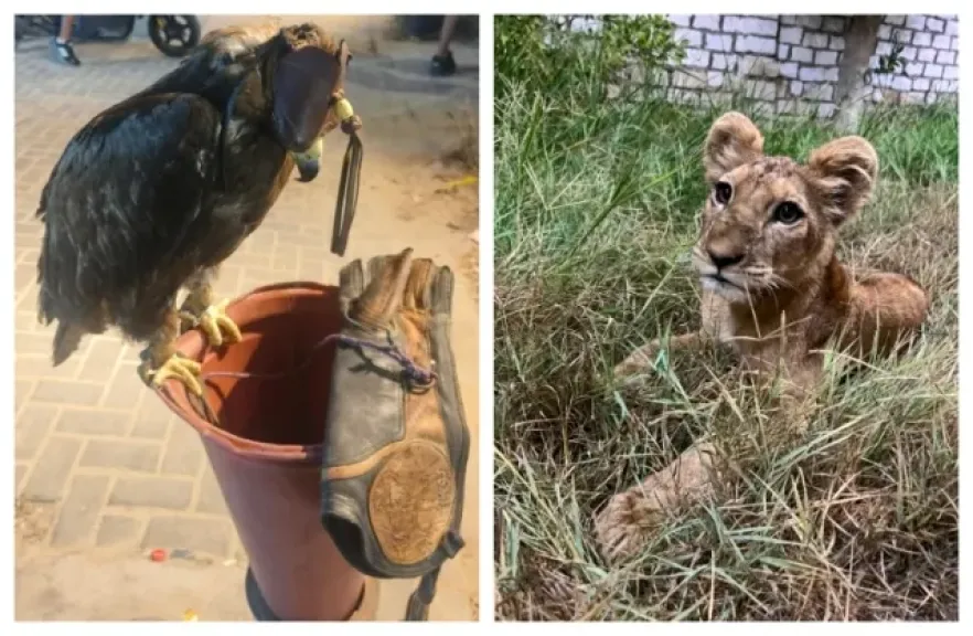 منال عوض توجه بتكثيف جهود الرصد لحماية الحياة البرية والتنوع البيولوجي