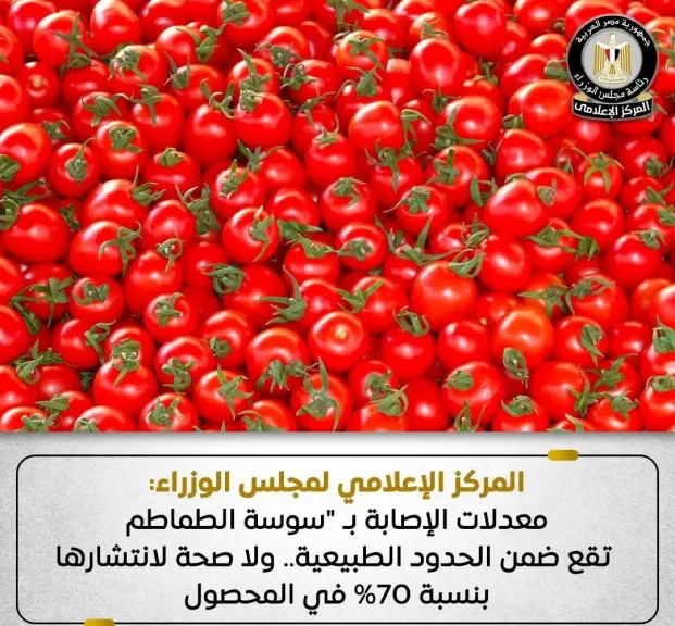 الحكومة: معدلات الإصابة بـ”سوسة الطماطم” ضمن الحدود الطبيعية