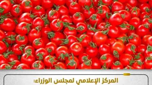 الحكومة: معدلات الإصابة بـ”سوسة الطماطم” ضمن الحدود الطبيعية
