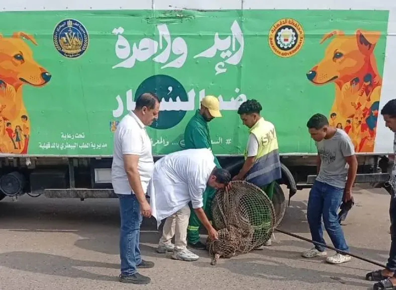 حملة جديدة لمواجهة الكلاب الضالة بحي غرب المنصورة
