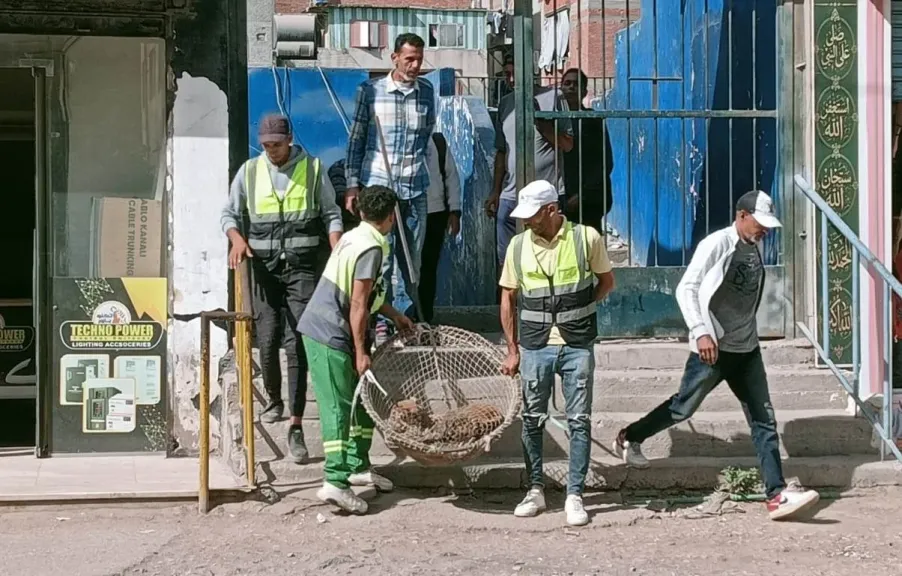 حملات لمواجهة الكلاب الضالة في دكرنس استجابة لشكاوى المواطنين