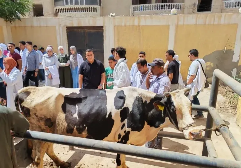 قوافل بيطرية مجانية في أسوان لعلاج الحيوانات وتدريب الأطباء الجدد